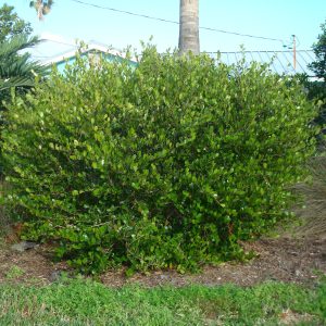 Maidenbush