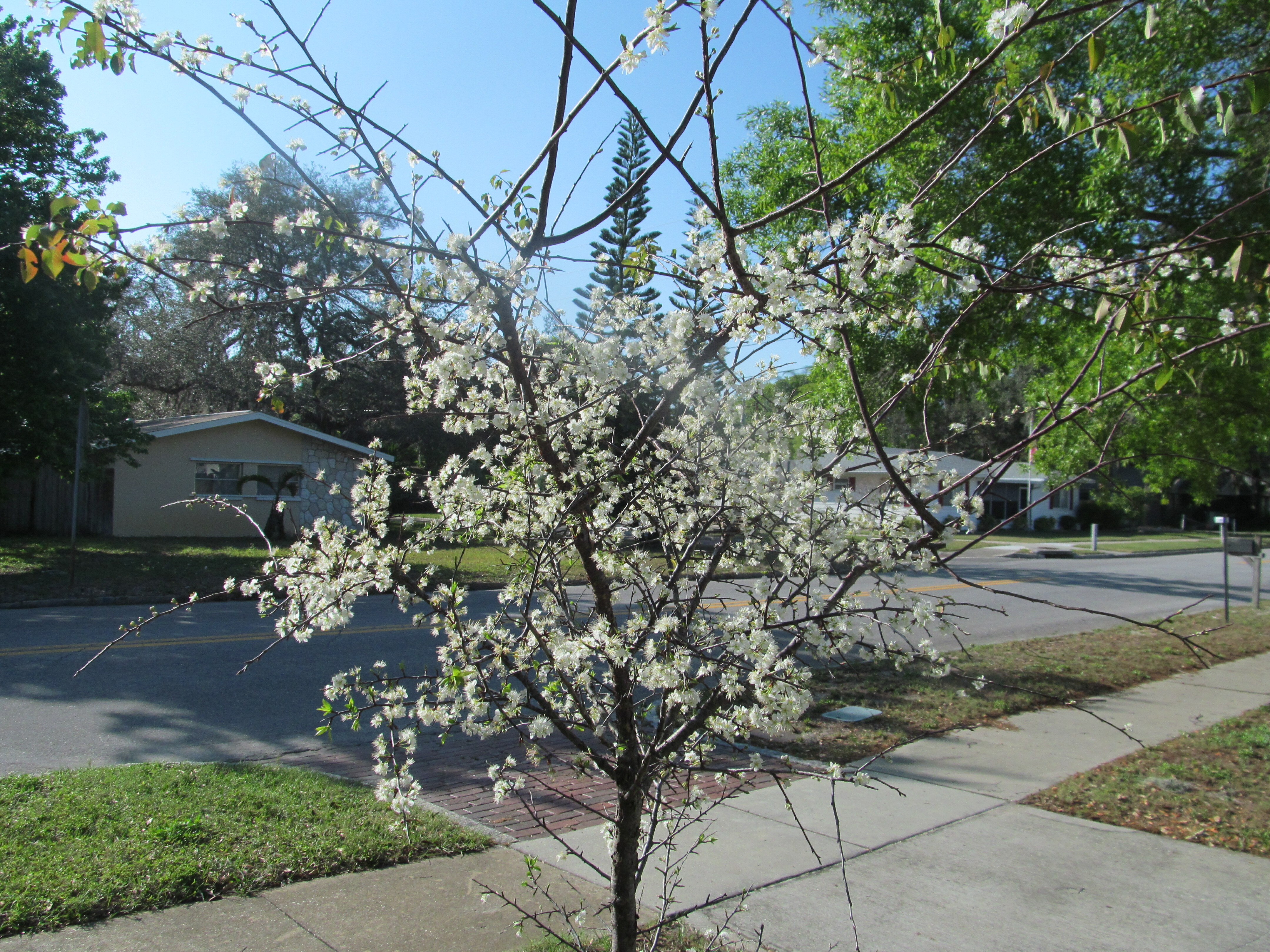 Flatwoods Plum