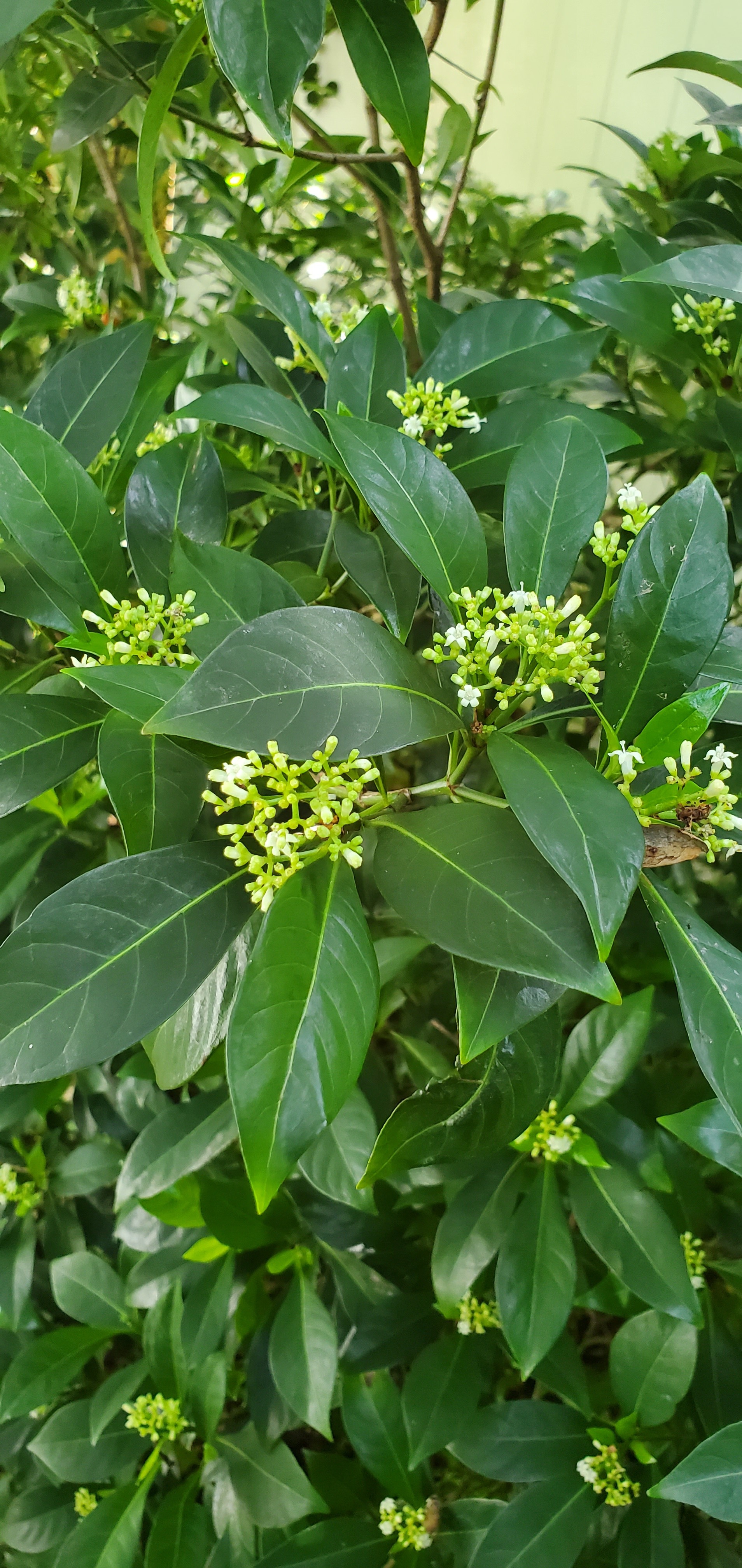 Bahama Coffee