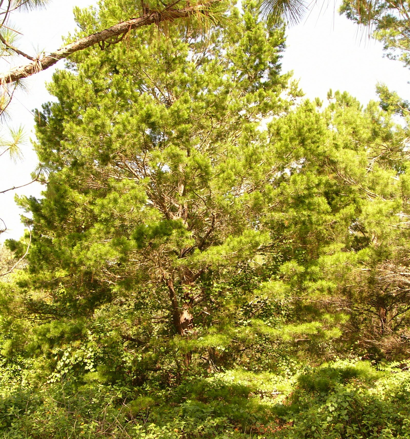 Sand Pine