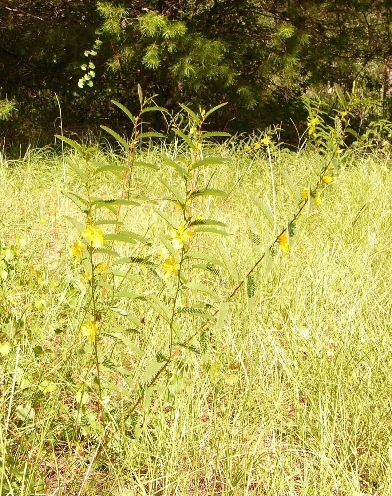 Partridge Pea
