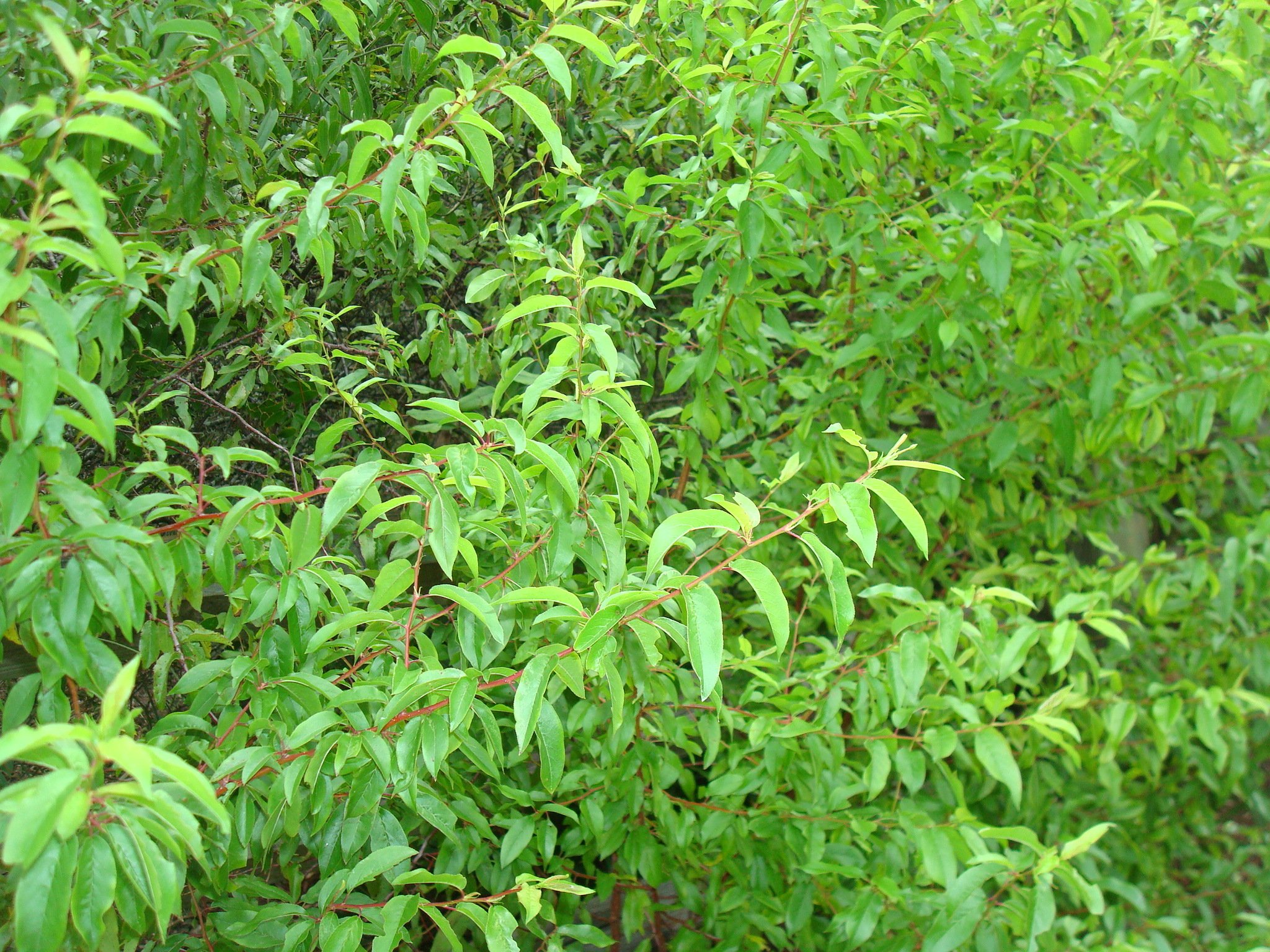 Chickasaw Plum