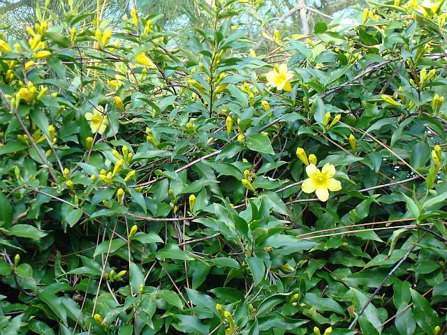 Carolina Jessamine