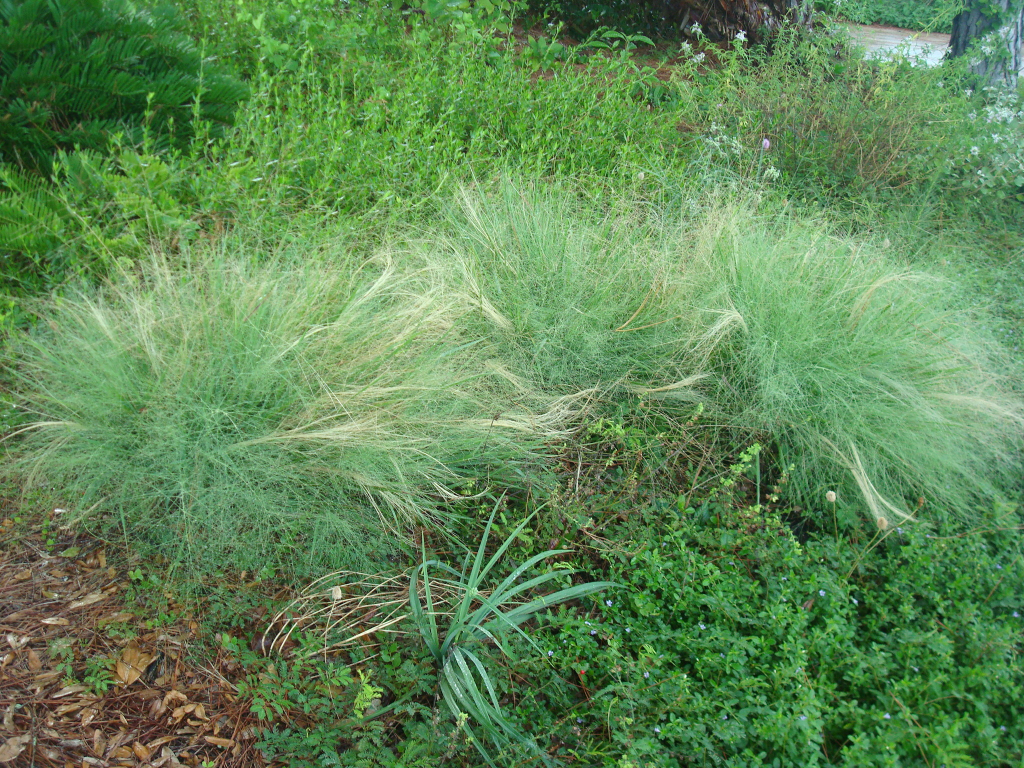 Elliott's Lovegrass