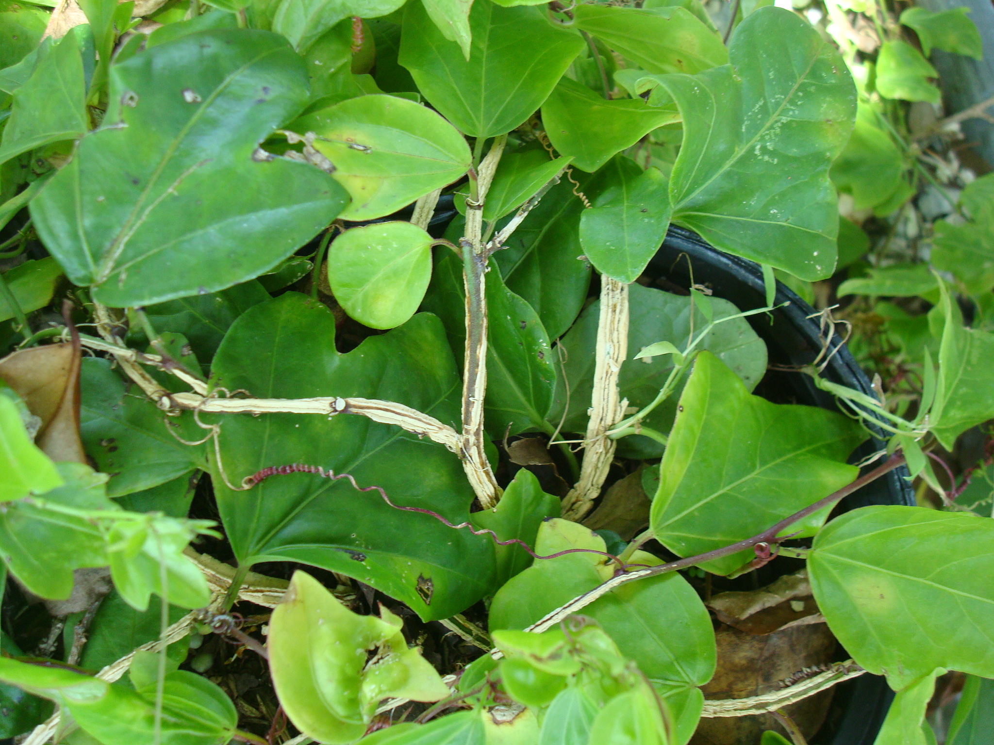 Corkystem Passionvine (P. suberosa)