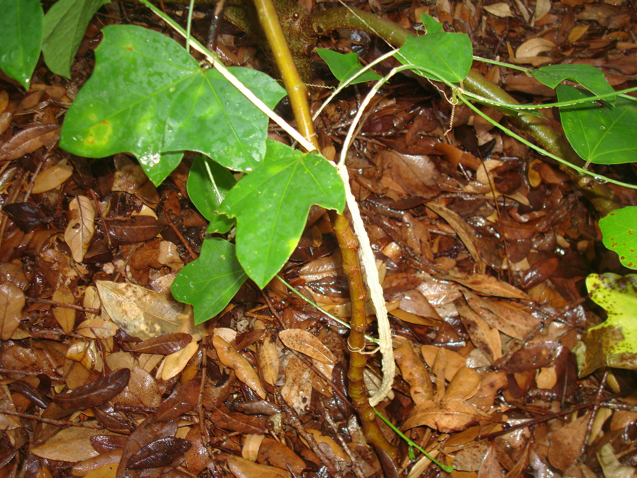Corkystem Passionvine (P. suberosa)