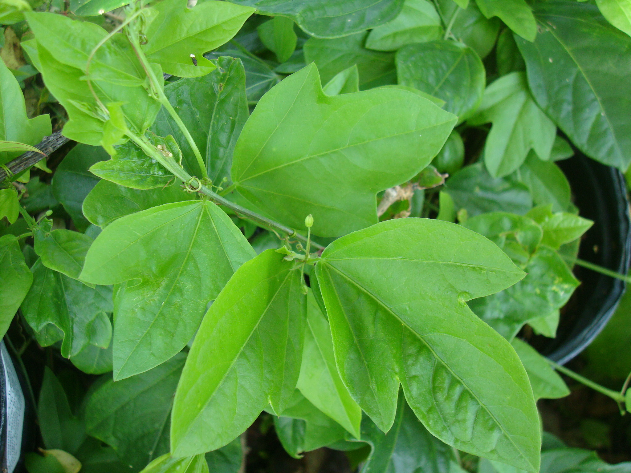 Corkystem Passionvine (P. suberosa)
