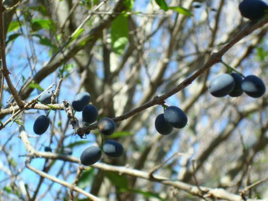 Florida Privet