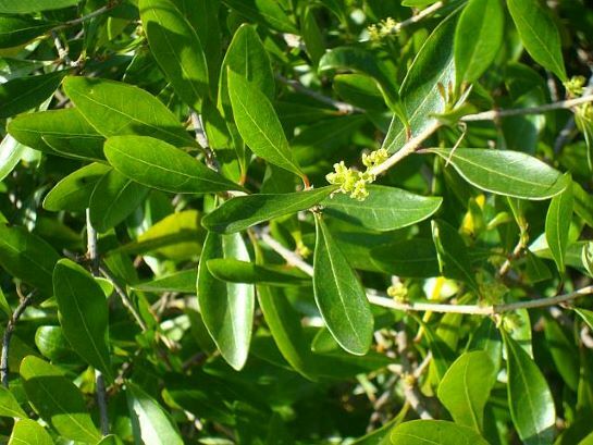 Florida Privet