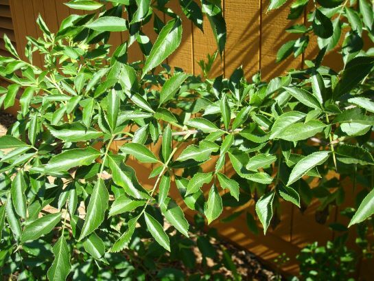 Elderberry