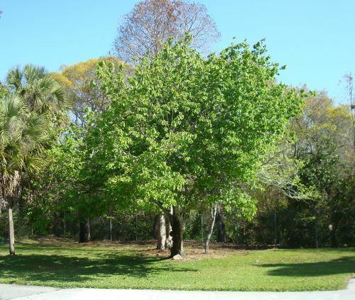 Red Mulberry