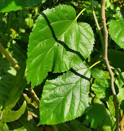 Red Mulberry