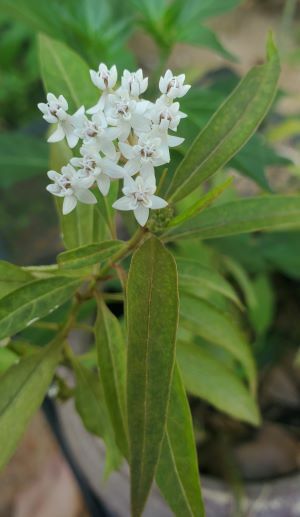 White Swamp Milkweed