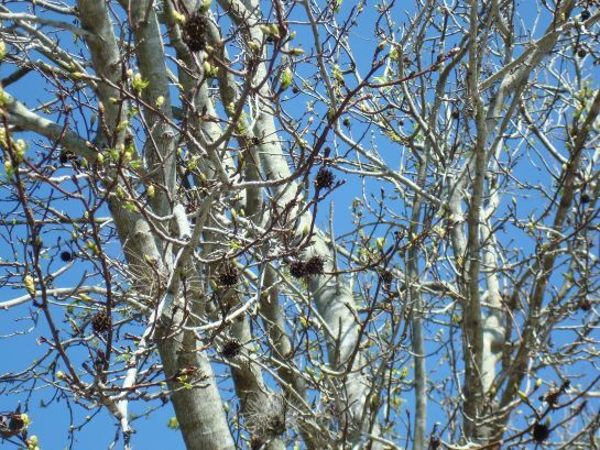 Sweetgum