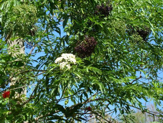 Elderberry