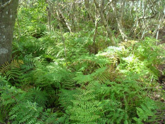 Royal Fern