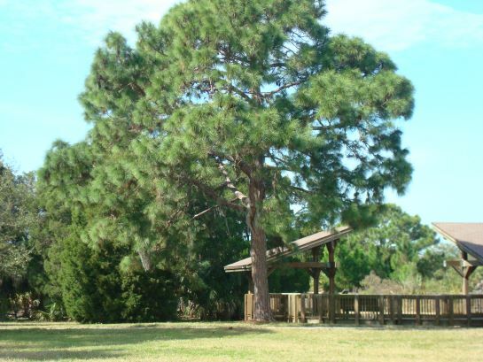 Longleaf Pine