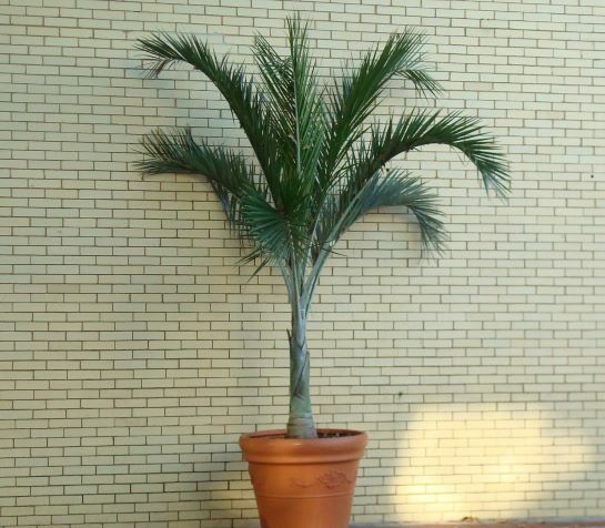 Buccaneer Palm
