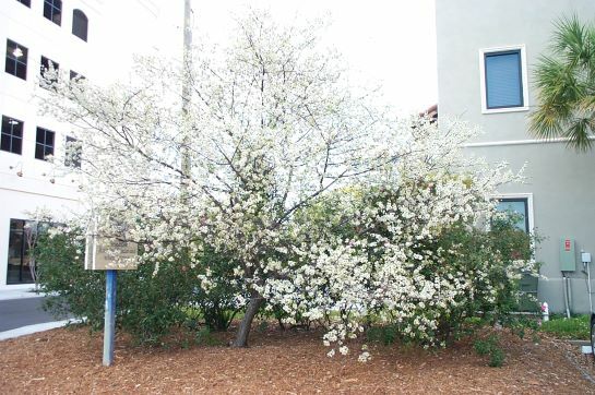 Chickasaw Plum
