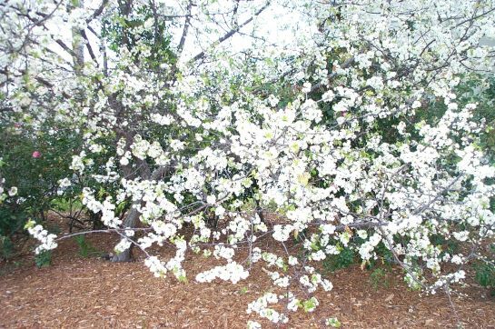 Chickasaw Plum