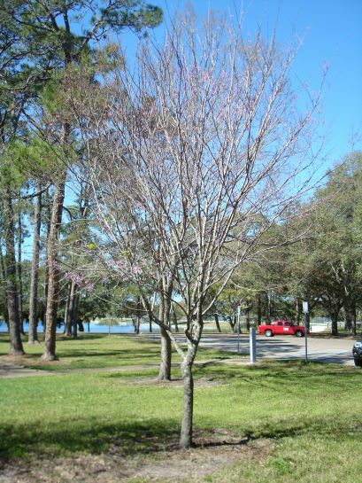 Eastern Redbud