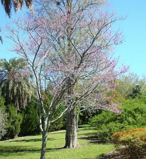 Eastern Redbud