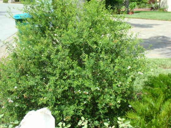 Bahama Strongbark