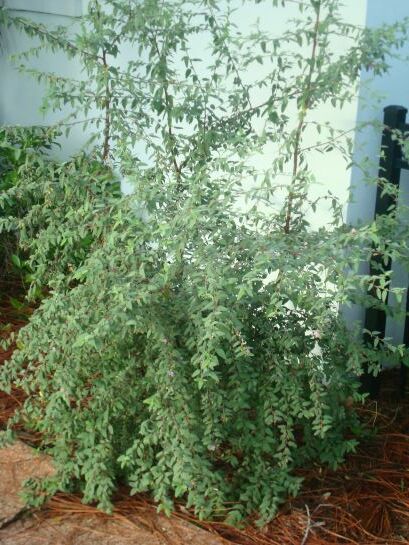 GrayLeaf (Teabush)