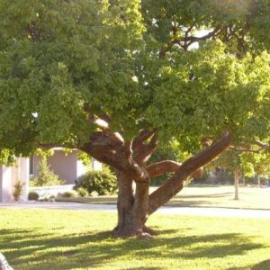 Gumbo Limbo