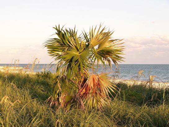Florida Silver Palm