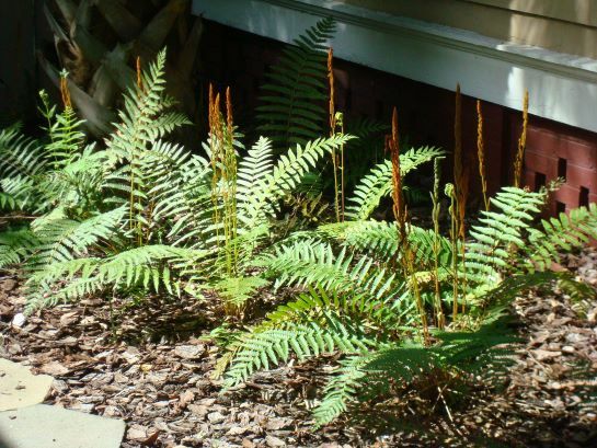 Cinnamon Fern
