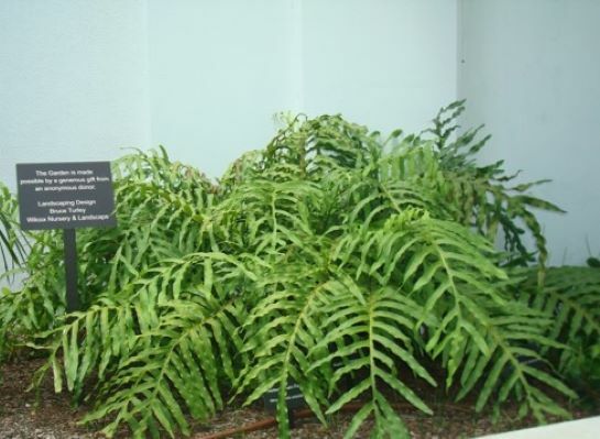 Cabbage Palm Fern (Polypody)