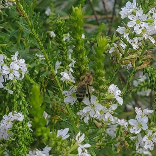 Winged Loosestrife
