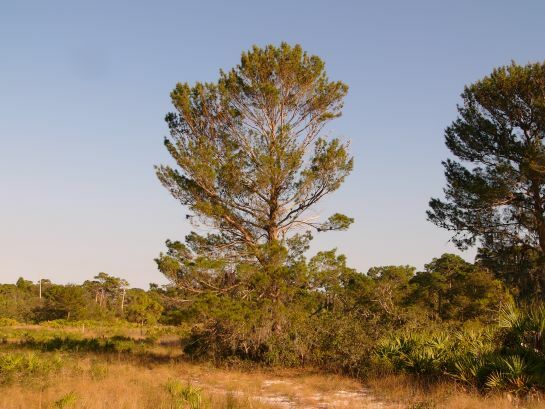 Sand Pine