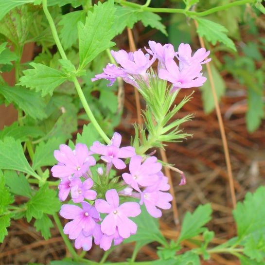 Beach Verbena