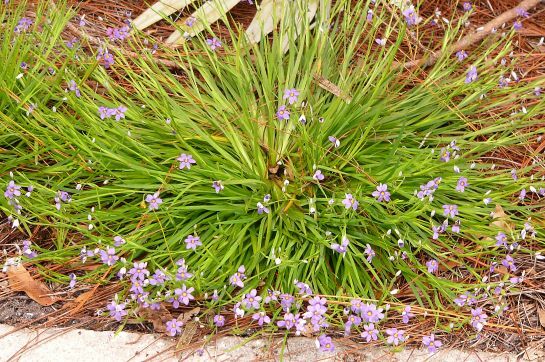 Blue Eyed Grass (Blue-eyed)