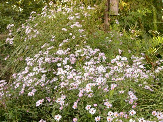 Climbing Aster