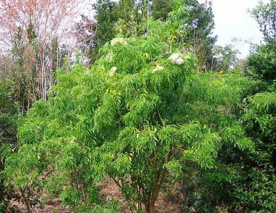 Elderberry