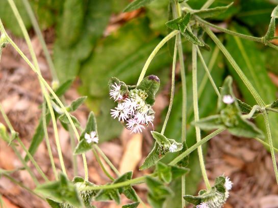 Carolina Elephant's Foot