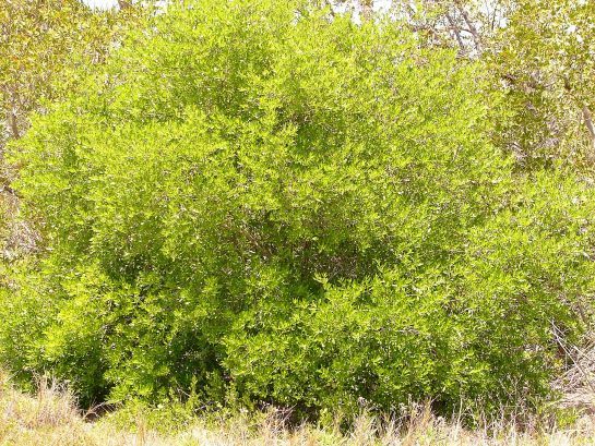 Florida Privet