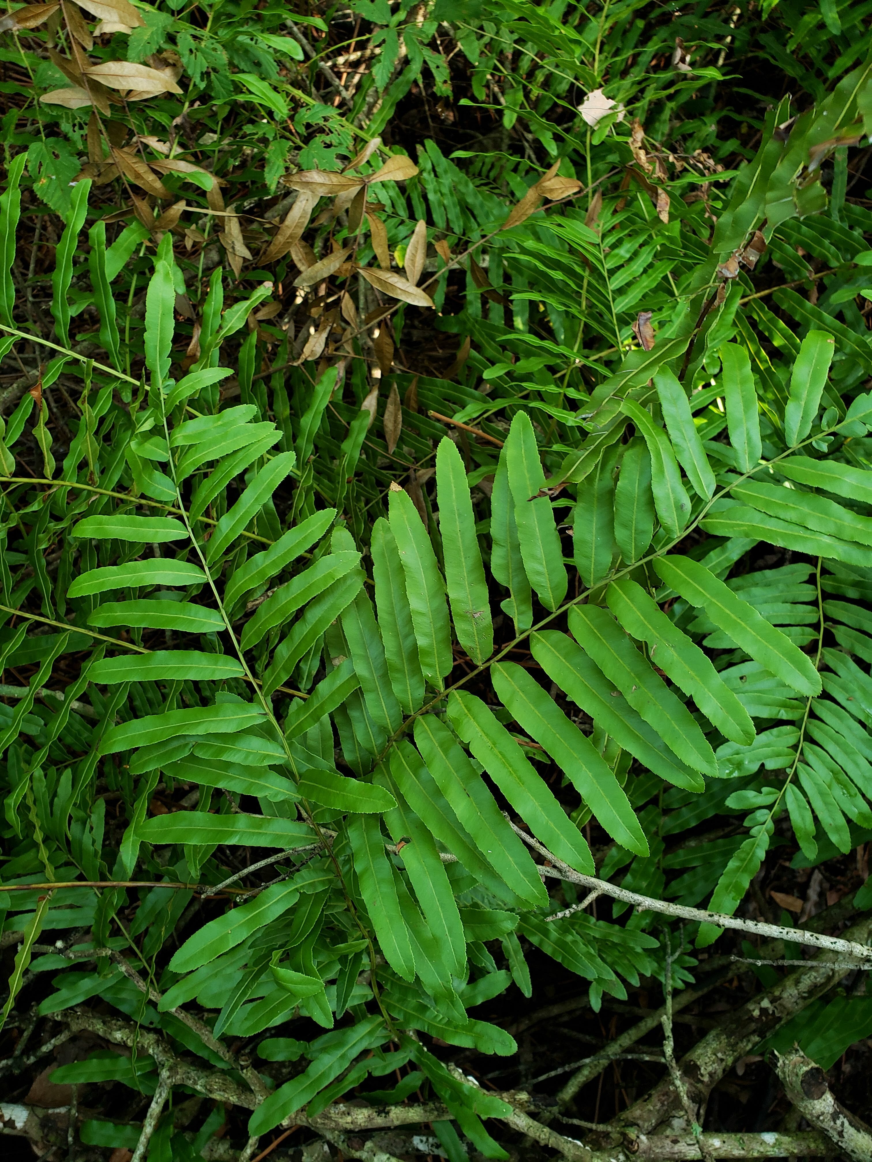 Native Ferns
