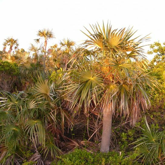 Florida Silver Palm