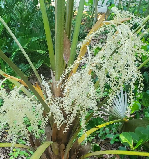 Florida Silver Palm