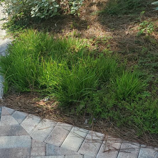 Blue Eyed Grass (Blue-eyed)