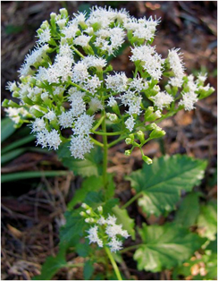 Hammock Snakeroot