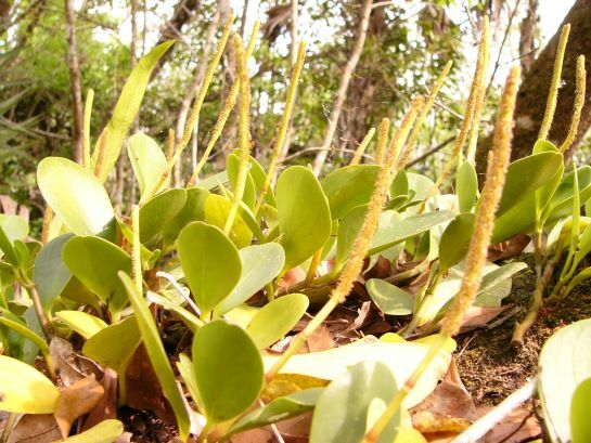 Florida Peperomia (P. obtusifolia)