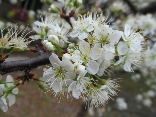 Chickasaw Plum