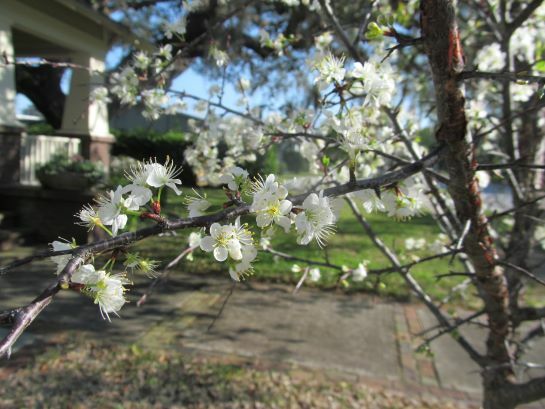 Chickasaw Plum