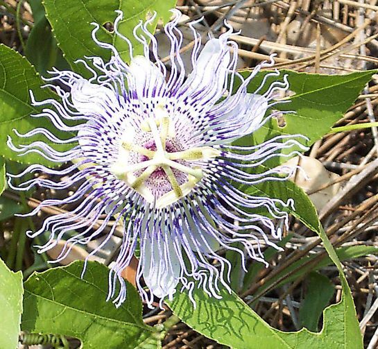 Maypop Passionvine (P. incarnata)