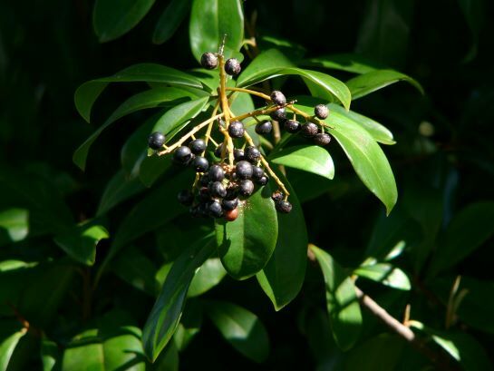 Marlberry